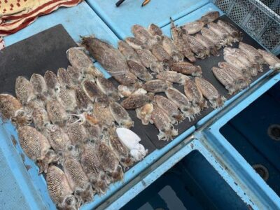 勝栄丸　熊本　上天草　釣り船　イカ釣り