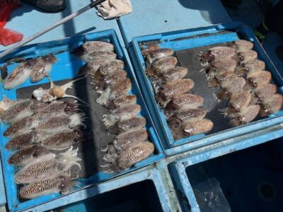 勝栄丸　熊本　上天草　釣り船　イカ釣り