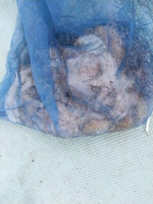 image0_6.jpeg